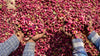 Pistachio Everything: Why Syrian Pistachios Are the Gold Standard